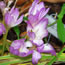 Colchicum speciosum